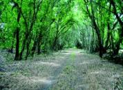 A WALK IN THE PARK: Start your work on an irresistible site plan with a long walk. Award-winning land planners say it's the best way to get to know the land and to incorporate existing pathways, wooded areas, and grade changes into their designs.