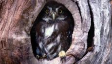 BUILDERS 1, OWLS 0: Builders rejoiced following a U.S. Supreme Court ruling that removed the EPA  from Clean Water Act permitting in Arizona.