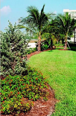 To create a visual buffer between the beach and the grounds of this Ft. Meyers resort, McCarley used firebush and silver buttonwood (foreground), with coconut palms and cordgrass (background).