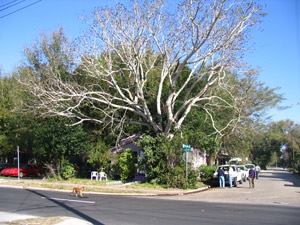 Before: Built in 1925, this home in Orlando's Parramore Heritage neighborhood was found to be too far gone to be renovated cost-efficiently.