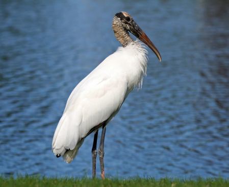Wood Stork (Mycteria americana)