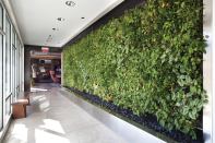 Living wall systems, like this one in a Minneapolis apartment building, are growing in popularity.