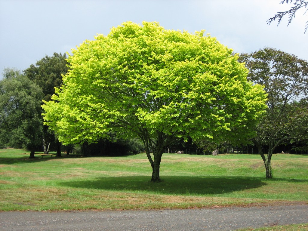 Well-designed homes can consume as well as generate resources, much like a tree.