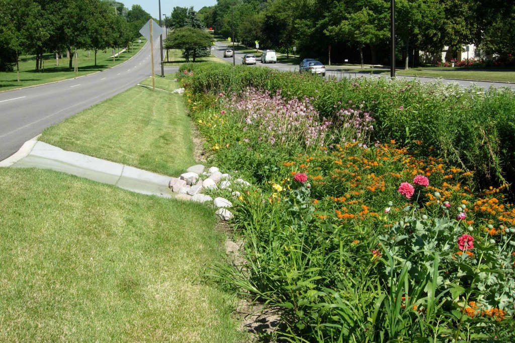 Raingardens slow stormwater as it travels downhill, giving it more time to infiltrate the soil. 