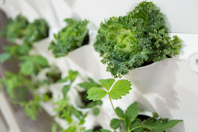 Grow wall in Greenbuild KB Home ProjeKt