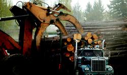TALL TREES, BIG LOGS: Canada's abundance of old-growth wood—ideal for house framing—helps sustain exports to the United States, despite steep tariffs. Above, logs at a British Columbia mill are loaded for transport.