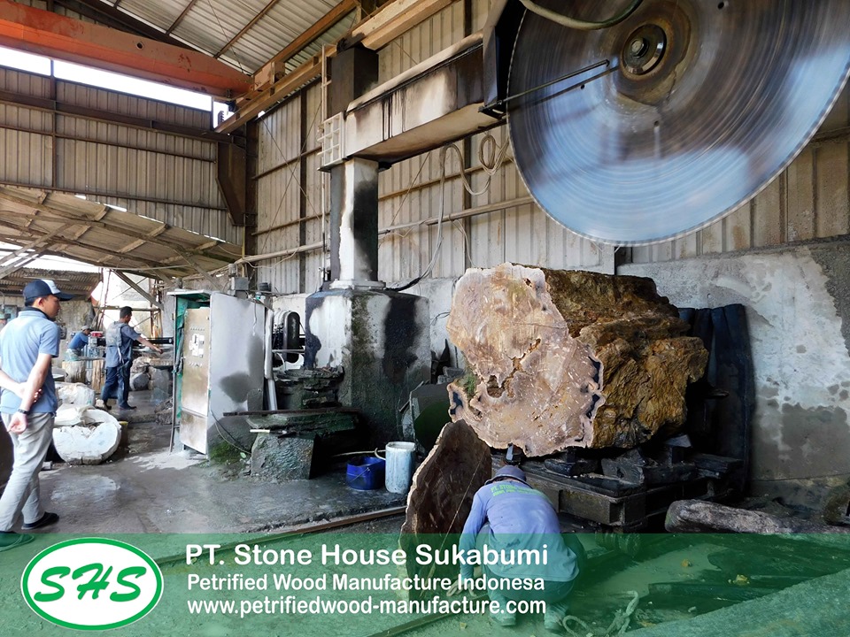 Petrified wood indonesia | PT. SHS