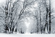 Winter scenery, frosty trees and snowstorm  in a city park