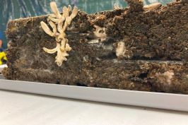 Asphalt shingles and mycelium stack.
