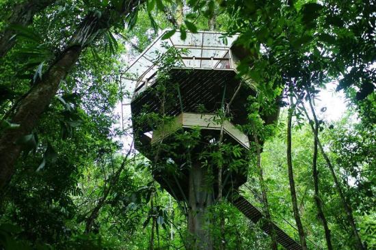 The El Castillo Mastate treehouse seen from a trail below.