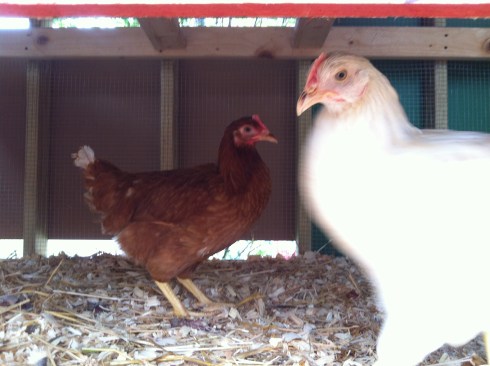 Six hens supply eggs for the demonstration kitchen.