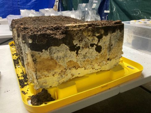 Mycelium and asphalt shingle mix.