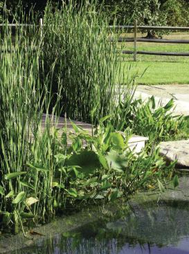 Natural swimming pools can cost about the same as or much more than their chemical counterparts, depending on landscaping features and the type of regeneration zone.