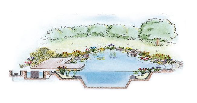 Simple drawings illustrate the nitrogen cycle and the basic cleaning principles of natural swimming pools. Water overflows gravitationally into the regeneration zone, where hydroponically rooted plants, microbes, and gravel substrate scrub the water of bacteria. A skimmer catches floating debris, and a pump draws the water through a biological filter and returns it to the pool. 