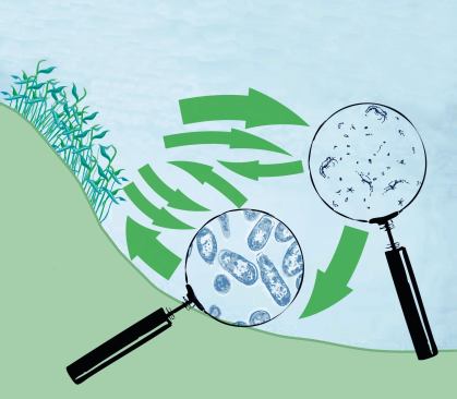 This shows the ecological relationships within a natural swimming pool.
