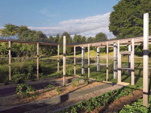 In the Longmeadow residence's berry garden, netting supported on cedar fencing and columns keeps birds at bay.