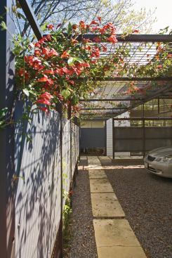 In time, foliage will completely cover the wire trellis for added shade.

