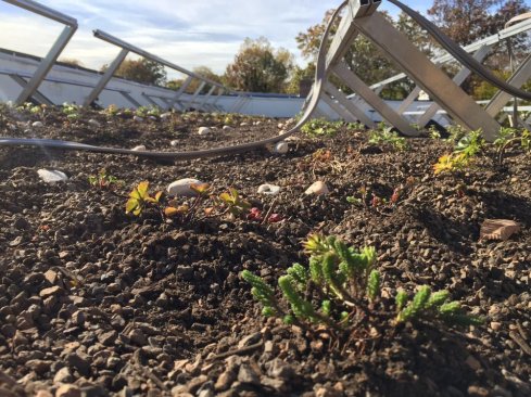 Newly planted cuttings sit under the solar racks prior to the installation of the PV panels.