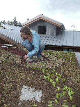 The roof above the single-car garage and second-level studio/guest suite is planted with a mix of sedums, which will help reduce rainwater runoff.