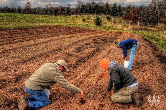 The farm, with some 28 acres now in cultivation, will ultimately devote 300 acres to food production.
