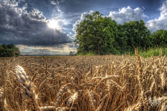 Amber waves of grain are an amenity offered by few planned communities.